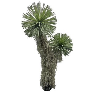 Plante artificielle en pot en plastique, type écrevisse, pour aménagement paysager, décoration <span class=keywords><strong>de</strong></span> bureau et <span class=keywords><strong>de</strong></span> <span class=keywords><strong>jardin</strong></span>, plantes artificielles, fausse verdure - Product Image 5