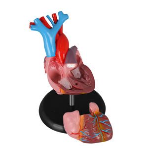 Modèle d'anatomie cardiaque humaine en PVC naturel grandeur nature pour l'enseignement des leçons d'anatomie - Product Image 4