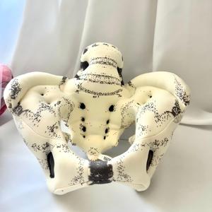 Modèle d'anatomie pelvienne en tissu souple, modèle d'os pelvien humain recouvert de tissu pour la démonstration pédagogique en obstétrique - Product Image 2