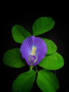 Sacchetti di fiori di pisello a farfalla secchi puri Premium naturale all'ingrosso fiori di pisello farfalla fiori di tè essiccati per fare da bere - Product Image 6