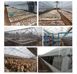 Easy Install <b>Mushroom</b> <b>Growing</b> House <b>Mushroom</b> Cultivation <b>Kit</b> For <b>Mushroom</b> Production - Product Image 4