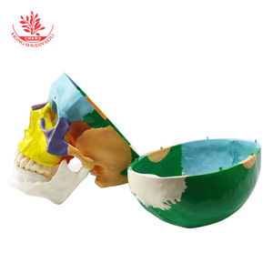 Modèle d'enseignement du crâne FRT021, en PVC, avec pièces colorées naturellement divisées en 3 parties, modèle de crâne adulte - Product Image 4