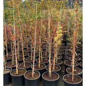 Piquets en fibre de verre pour plantes de jardin, tiges de grimpement pour tomates, pour la culture des tomates - Product Image 2