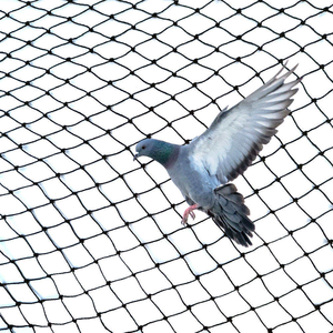 Filet <span class=keywords><strong>anti</strong></span>-oiseaux personnalisé à mailles fines pour empêcher les petits <span class=keywords><strong>moineaux</strong></span> de détruire les jeunes semis - Product Image 5