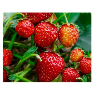 Manufacturers 3-5 Tier Multilayer Foldable Soilless Cultivation Planting Trough Hydroponic Growing System For Strawberries