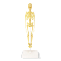 Modelo de Esqueleto Humano Wincent, Miniatura Anatómica con Articulaciones, Ayuda Didáctica para Biología, Regalo Educativo para el Aula