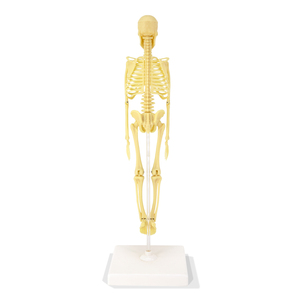 Modèle de crâne humain, squelette anatomique, outil pédagogique médical, outil scientifique en PVC, outil éducatif pour le bureau, l'école, les étudiants, le laboratoire - Product Image 2