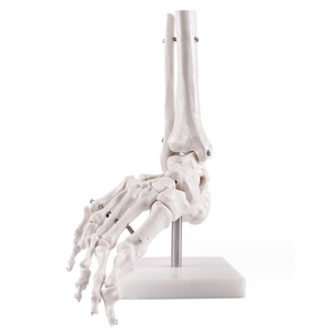 Modelo de cuerpo humano PVC silicona marco de plástico chino modelo masaje de pies modelo de pie 3D - Product Image 6