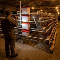 Cage à poulets RTL pour fermes avicoles, cages de type A, équipement de batterie galvanisé pour poulets pondeuses, cage à poulets RTL pour œufs