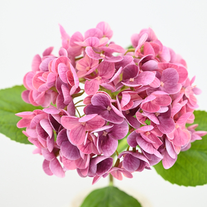 Hydrangeas artificiels de haute qualité en gros, toucher réel, latex, grande tête, vert et blanc, <span class=keywords><strong>Hortensia</strong></span> pour la décoration intérieure et les mariages - Product Image 3