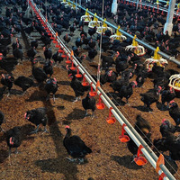 Système Automatique d'Alimentation et d'Abreuvement pour Volailles (Poulets, Canards, Dindes) – Équipement Complet Réglable en Hauteur pour Ferme
