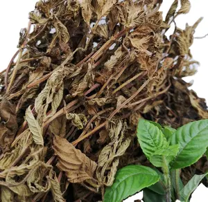 Materiale per Gelatina di Fagioli di Grado Alimentare, Piante Intere Selvatiche <span class=keywords><strong>Essiccate</strong></span> Naturali Mesona Chinensis per <span class=keywords><strong>Verdure</strong></span> Secche - Product Image 1