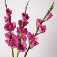 Bunga Artifisial F013 Real Touch, Gladiolus Putih Kuning Pink, Tangkai Panjang, Dekorasi