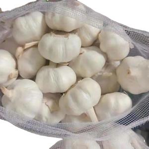 ताजा सब्जियों में लहसुन 10 किलोग्राम का बोरी, 20 किलोग्राम कार्टन का विश्व बाजार में निर्यात - Product Image 6