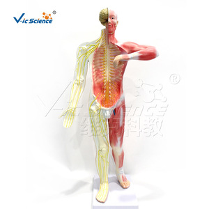 Estructura anatómica del sistema nervioso humano de cuerpo entero, del sistema nervioso central y periférico; modelo de enseñanza médica - Product Image 1