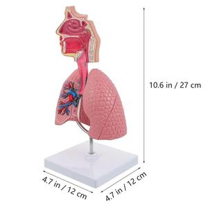 Anatomisches Modell der menschlichen Lunge für die medizinische Bildungs ressource für den <span class=keywords><strong>Asthma</strong></span> unterricht - Product Image 6