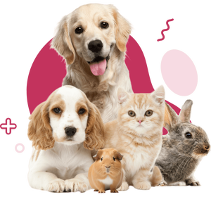 3-1 Kit de Teste Veterinário Instrumento para Gatos Combo Cartão Teste de Distemper/Hepatite/Influenza Combo Teste para Cães Felinos - Product Image 5