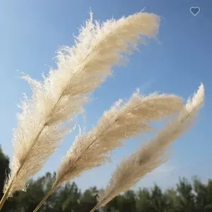 Decoración <span class=keywords><strong>de</strong></span> Hierba Seca al por Mayor, Flores Secas para Decoración <span class=keywords><strong>de</strong></span> Bodas, Accesorios para Fotografía, Hierba Grande - Product Image 3