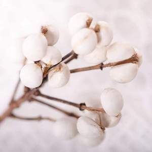 Venta Caliente de Frutos <span class=keywords><strong>Secos</strong></span> Naturales Preservados del Árbol de Sebo, Planta Decorativa, Ramo de Flores, Excoecaria Sebifera, Día de San Valentín - Product Image 2