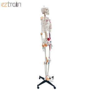 पूर्ण-आकार के साथ कंकाल मांसपेशियों और स्नायुबंधन, जीवन आकार के साथ रंगीन पेशी, कक्षा शिक्षण, डॉक्टरों, chiropractors - Product Image 2