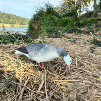 Leurre d'oie de simulation pour la chasse, l'aménagement paysager et le jardin, oie factice légère, équipement de chasse extérieur