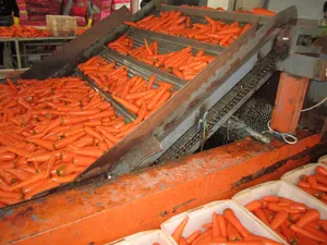 Semillas de zanahoria fresca,