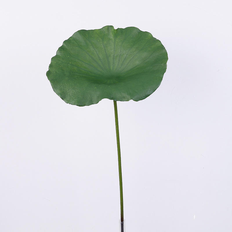 80cmLeaf