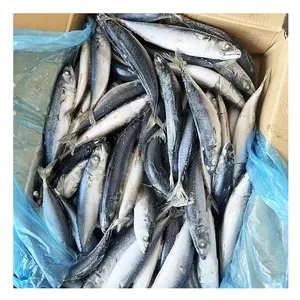 चीन मूल और जापान मूल फ्रोजन थॉम्पसन फ्रोजन प्रशांत मैकेरल मछली