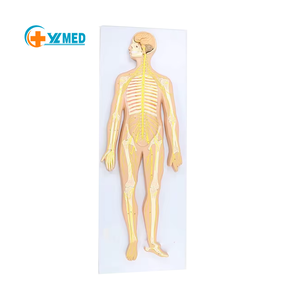 Modelos Anatómicos de Plástico <span class=keywords><strong>del</strong></span> <span class=keywords><strong>Sistema</strong></span> <span class=keywords><strong>Nervioso</strong></span> Craneal para Práctica Médica y Uso en Escuelas de Medicina CE/ISO - Product Image 1
