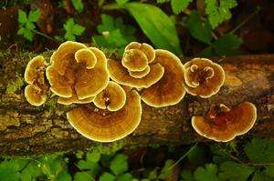 Polvo para la salud, cola <span class=keywords><strong>de</strong></span> pavo, Coriolus <span class=keywords><strong>Versicolor</strong></span>, polvo <span class=keywords><strong>de</strong></span> hongos para alimentos, cola <span class=keywords><strong>de</strong></span> pavo, Trametes <span class=keywords><strong>Versicolor</strong></span>, polvo <span class=keywords><strong>de</strong></span> micelio - Product Image 6