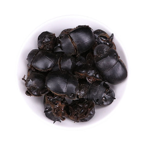 Scarabée à fumier entier séché naturel <span class=keywords><strong>Shi</strong></span> <span class=keywords><strong>Ke</strong></span> Lang en gros, Catharsius Molossus, à vendre - Product Image 1