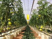 Système hydroponique, serre en verre Venlo, serre agricole commerciale pour la culture de tomates et de légumes