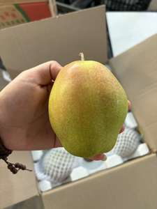 Poires fraîches <span class=keywords><strong>de</strong></span> la nouvelle <span class=keywords><strong>saison</strong></span> et poires Ya <span class=keywords><strong>de</strong></span> Chine, provenant du jardin <span class=keywords><strong>de</strong></span> poires, <span class=keywords><strong>de</strong></span> bonne qualité, vente en gros à bas prix, importation en vrac, poires couronne d'Asie - Product Image 6