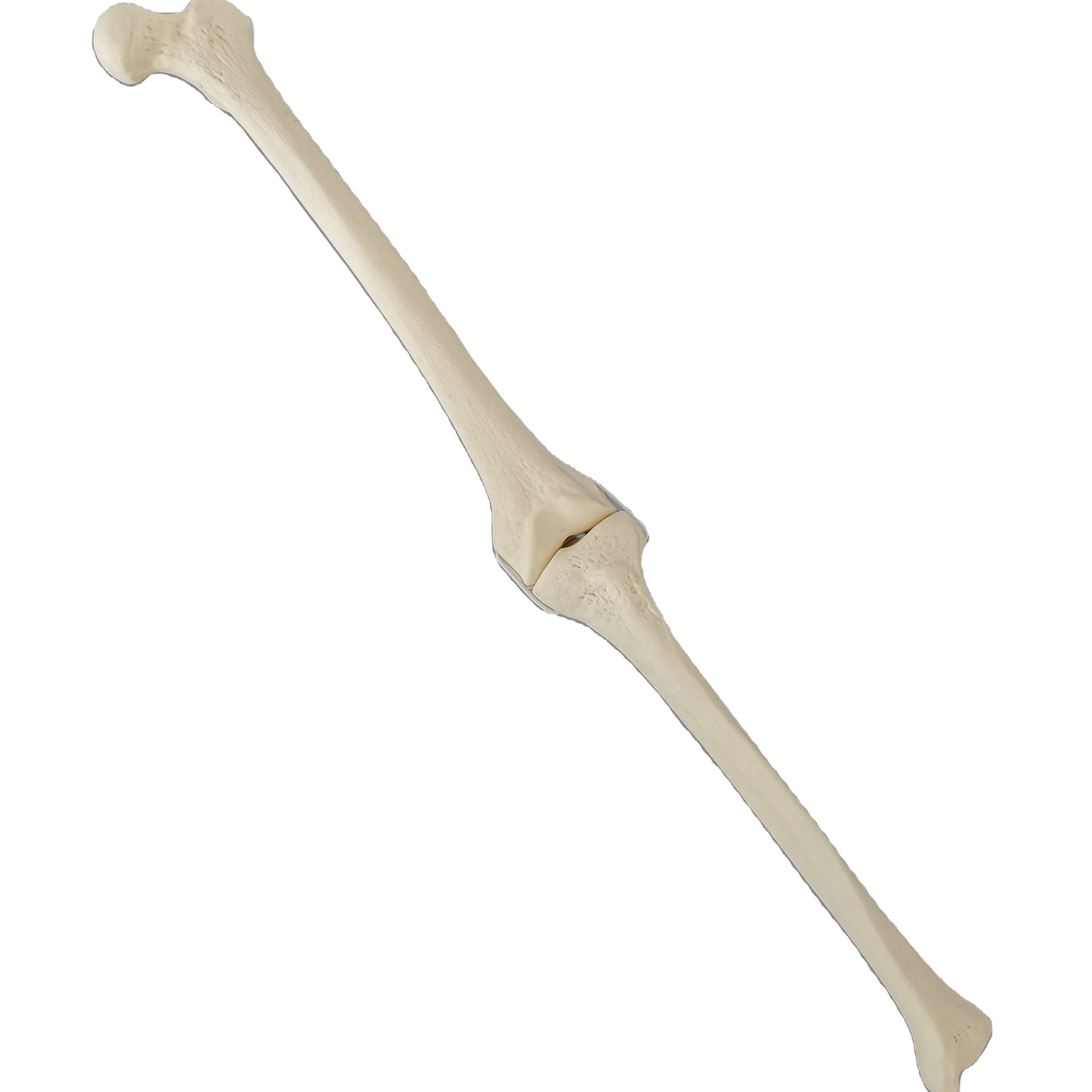 Medical Supply Human Surgery Practice Bone Model