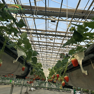 Grande <span class=keywords><strong>serre</strong></span> <span class=keywords><strong>en</strong></span> <span class=keywords><strong>verre</strong></span> multi-voûtes pour l'agriculture, les pépinières, les plantes, les tomates, les fraises, tunnel hydroponique <span class=keywords><strong>en</strong></span> PE pour la culture des légumes - Product Image 4