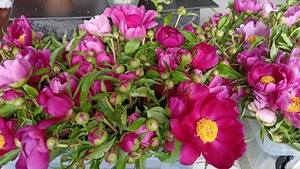 Flor prensada de peonía - Product Image 5