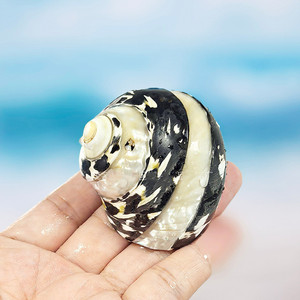 Gepolijst Spoor Seastar Zwarte Diamant Slak Heremietkreeft Vervanging Schelp <span class=keywords><strong>Aquarium</strong></span> Landschapsdecoratie Echte Touch Voor - Product Image 1