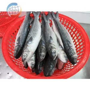 도매 가격 냉동 회색 숭어 물고기