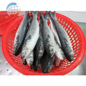 Harga Grosir Ikan Mullet Abu-abu Beku