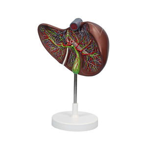 Distribution des canaux hépatiques Courage et du conduit biliaire dans les ZM1076-2 du foie 26*15*14 SMD0531 - Product Image 3