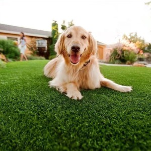 <span class=keywords><strong>Le</strong></span> tapis de pelouse de toilette pour <span class=keywords><strong>chien</strong></span> peut être lavé tapis de pelouse artificiel fournitures pour animaux de compagnie point pour uriner enlever <span class=keywords><strong>le</strong></span> bassin pour <span class=keywords><strong>chien</strong></span> - Product Image 5