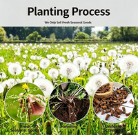 Té de Raíz de Diente de León |   Té Herbal para Limpieza y Desintoxicación del Hígado |   Sin cafeína |   Raíz Seca a Granel |   OEM Personalizado