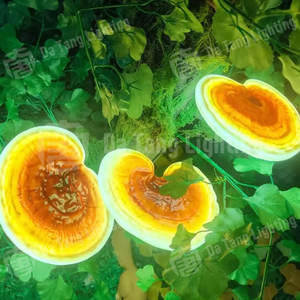 Lampe LED décorative Ganoderma Tree Hug à couche unique avec lumière marron chaude et matériau FRP pour la décoration paysagère extérieure - Product Image 5