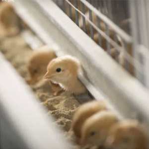 Jaula Automática Tipo A para Gallinas Ponedoras <span class=keywords><strong>de</strong></span> Granja Avícola, para Pollitas <span class=keywords><strong>de</strong></span> un Día, Buen <span class=keywords><strong>Precio</strong></span> - Product Image 2