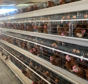 Cage à poules pondeuses de <span class=keywords><strong>type</strong></span> A, en batterie, galvanisée à chaud, pour l'élevage avicole, conception personnalisée pour la ferme - Product Image 6