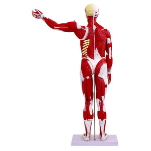Maniquí de <span class=keywords><strong>ciencia</strong></span> médica, modelo de músculo masculino <span class=keywords><strong>humano</strong></span> de 80CM con 27 piezas, incluye órganos internos para entrenamiento y estudio anatómico - Product Image 2