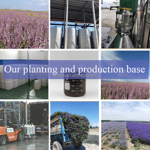 HNME工厂批发高品质高还原强力Cedrat香水高浓缩油1000毫升香水持续时间长 - Product Image 6