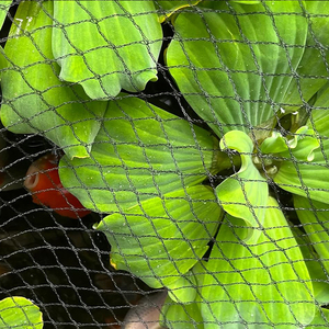 Màu xanh lá cây UV điều trị HDPE nhựa chim lưới knotless Gà Gia cầm lưới nông nghiệp sử dụng chống chim hàng rào - Product Image 4