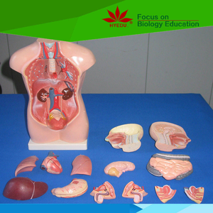 जीव विज्ञान के लिए चिकित्सा मॉडल 45 सेमी मानव शरीर रचना टोरी 23 भागों सिर गर्दन और ट्रंक मॉडल - Product Image 5