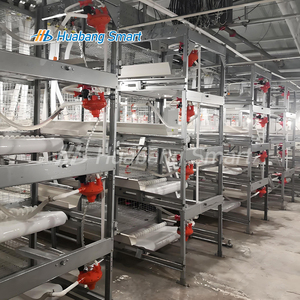 Cage à poulets de type H galvanisée à chaud, système de cages avicoles automatiques, équipement pour poulets de chair et pondeuses avec système <span class=keywords><strong>d</strong></span>'évacuation du fumier - Product Image 1